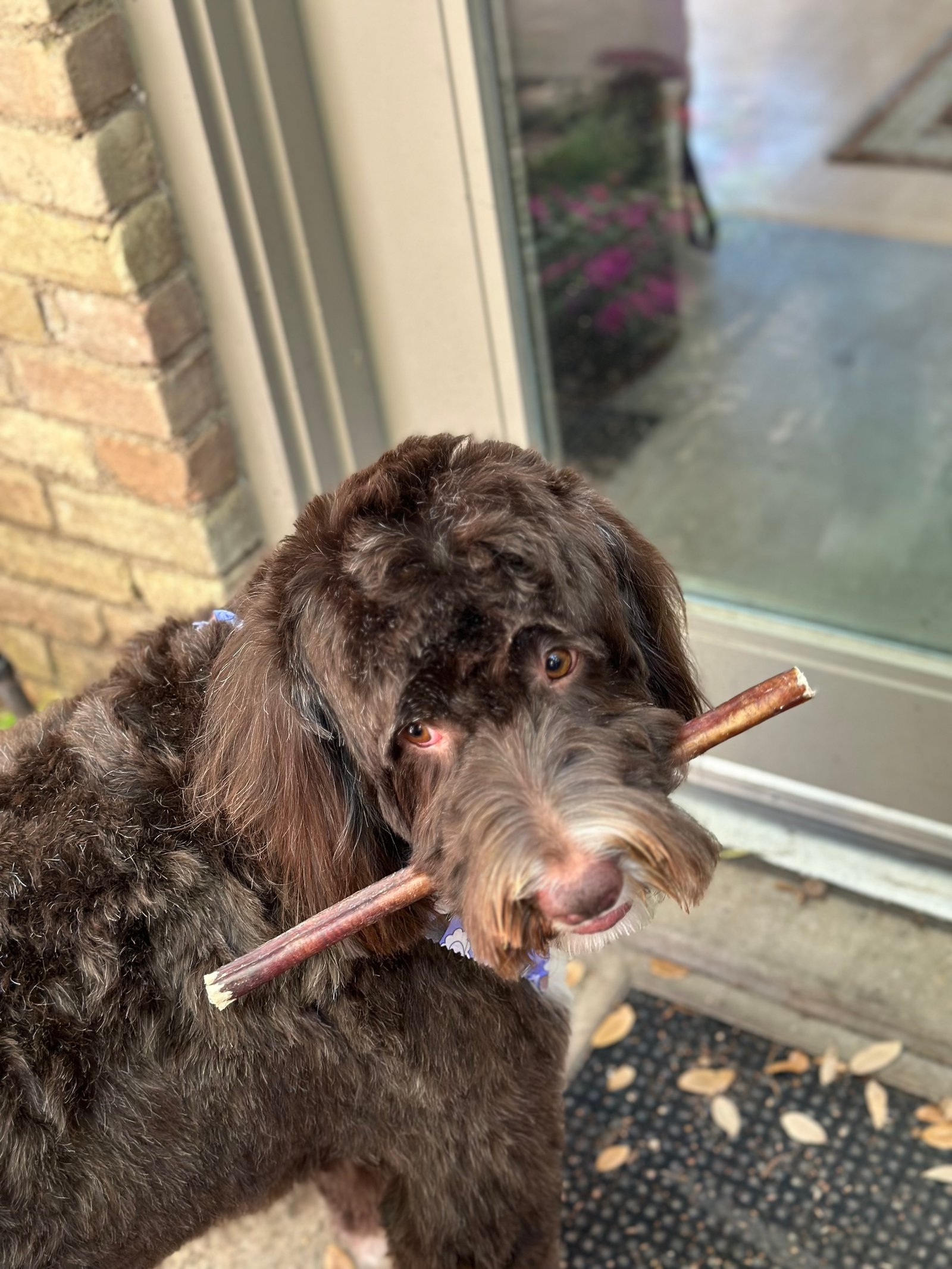 Dallas Pet Grooming Services Customer