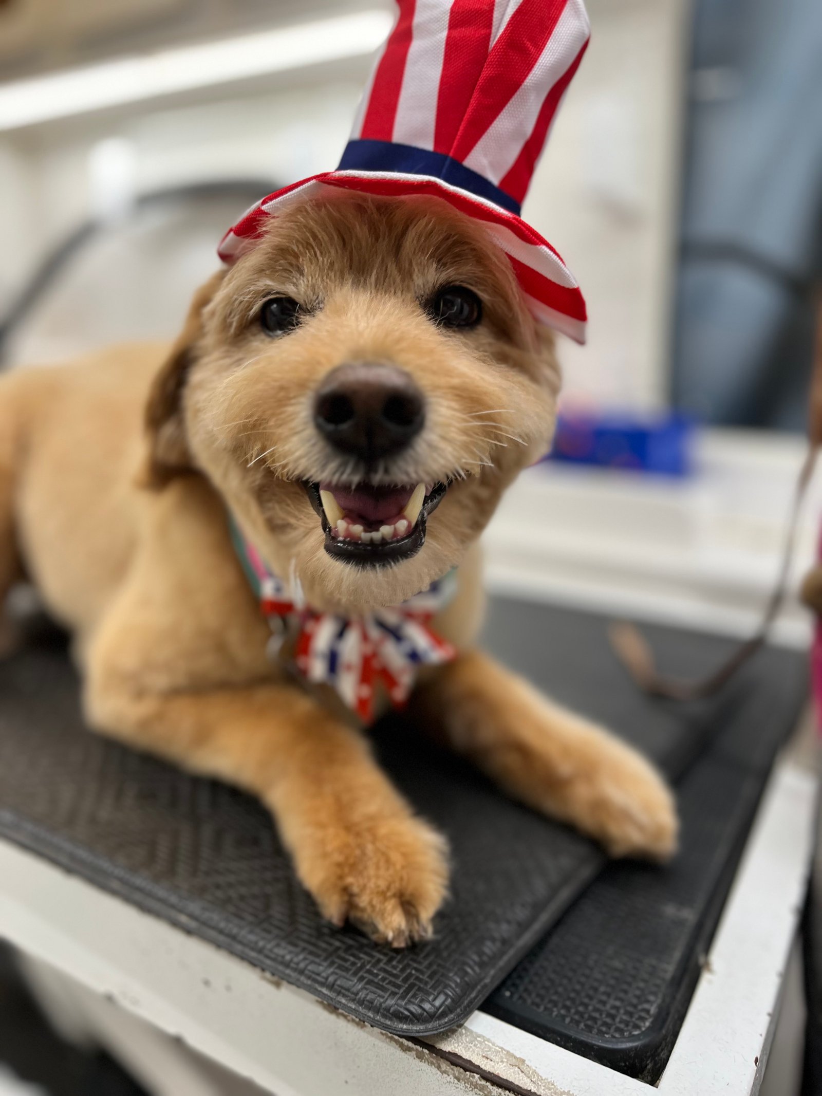 Dallas Pet Grooming Services Customer