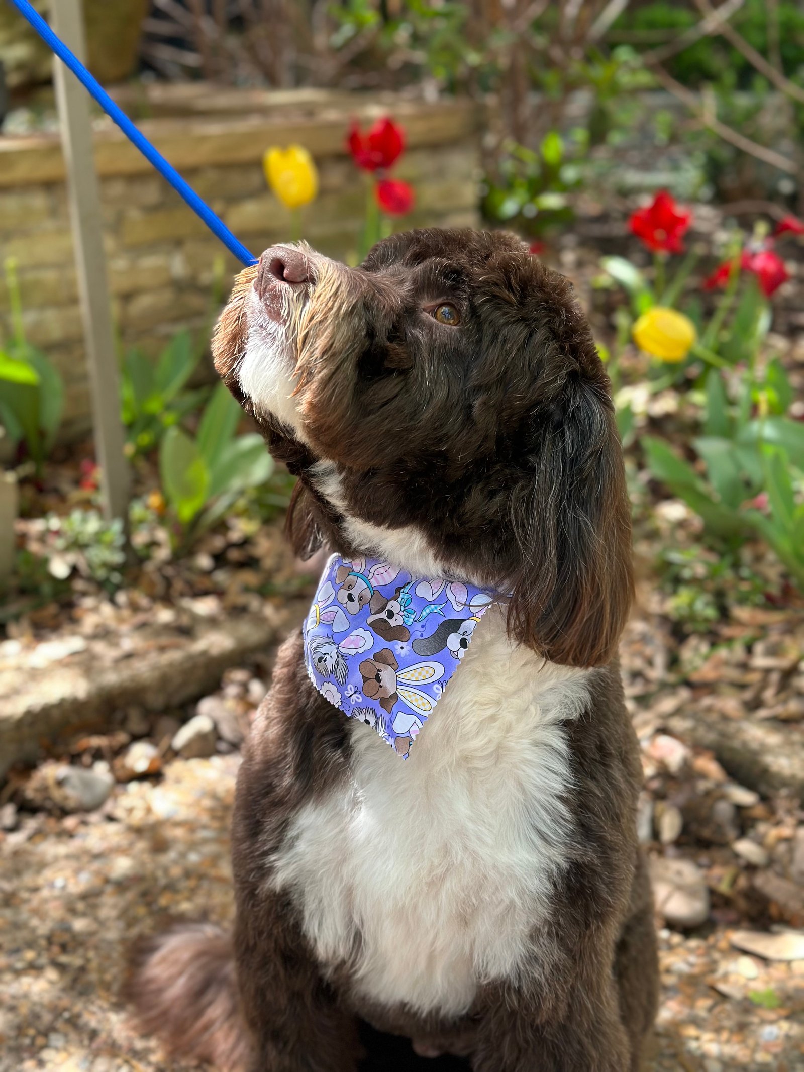 Dallas Pet Grooming Services Customer