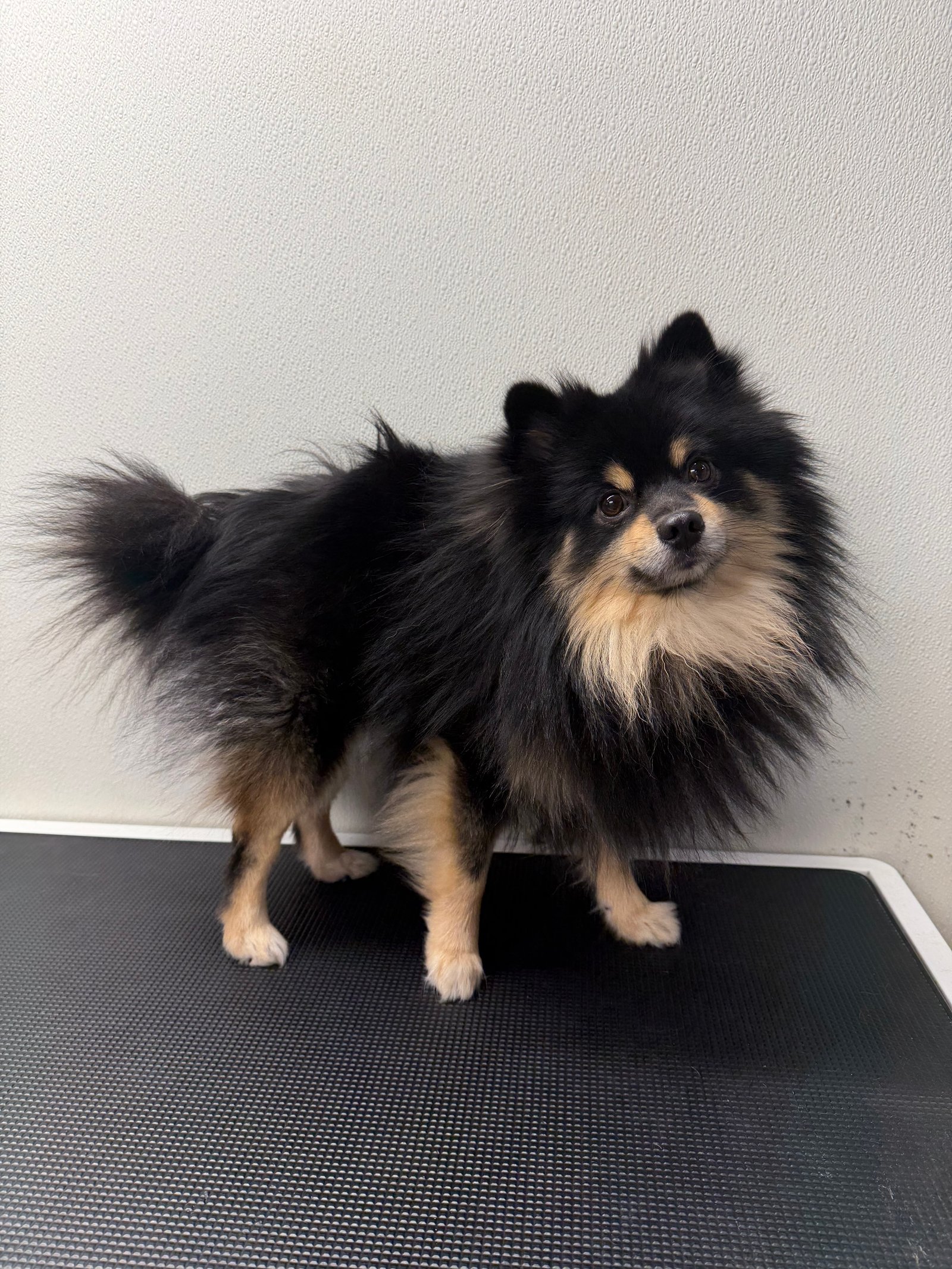 Dallas Pet Grooming Services Customer