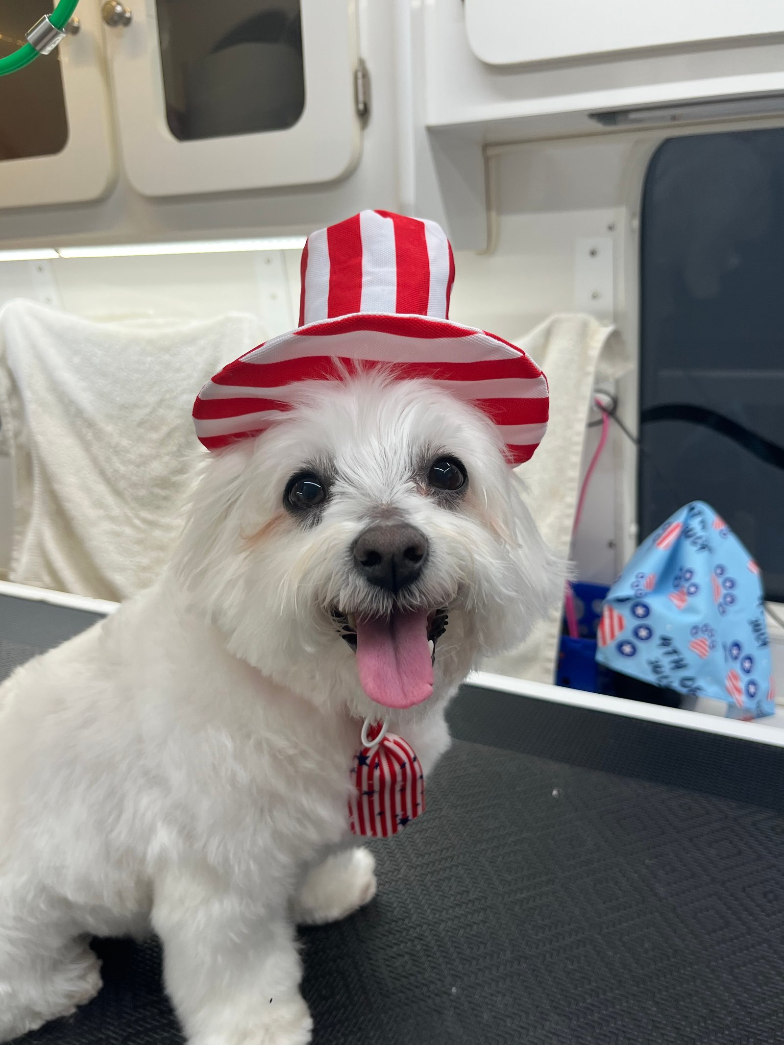 Dallas Pet Grooming Services Customer
