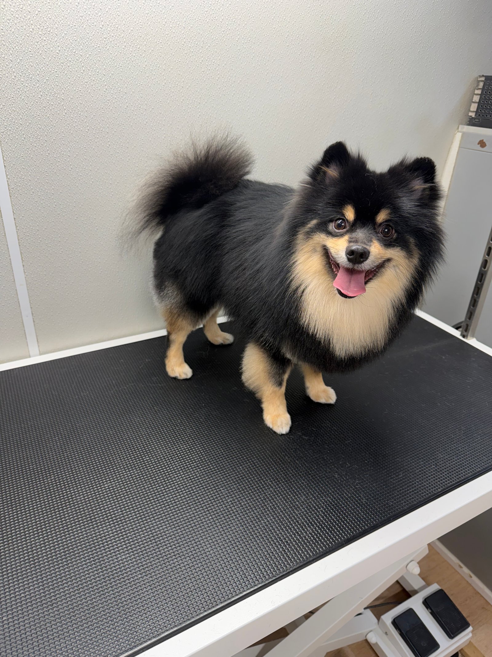 Dallas Pet Grooming Services Customer