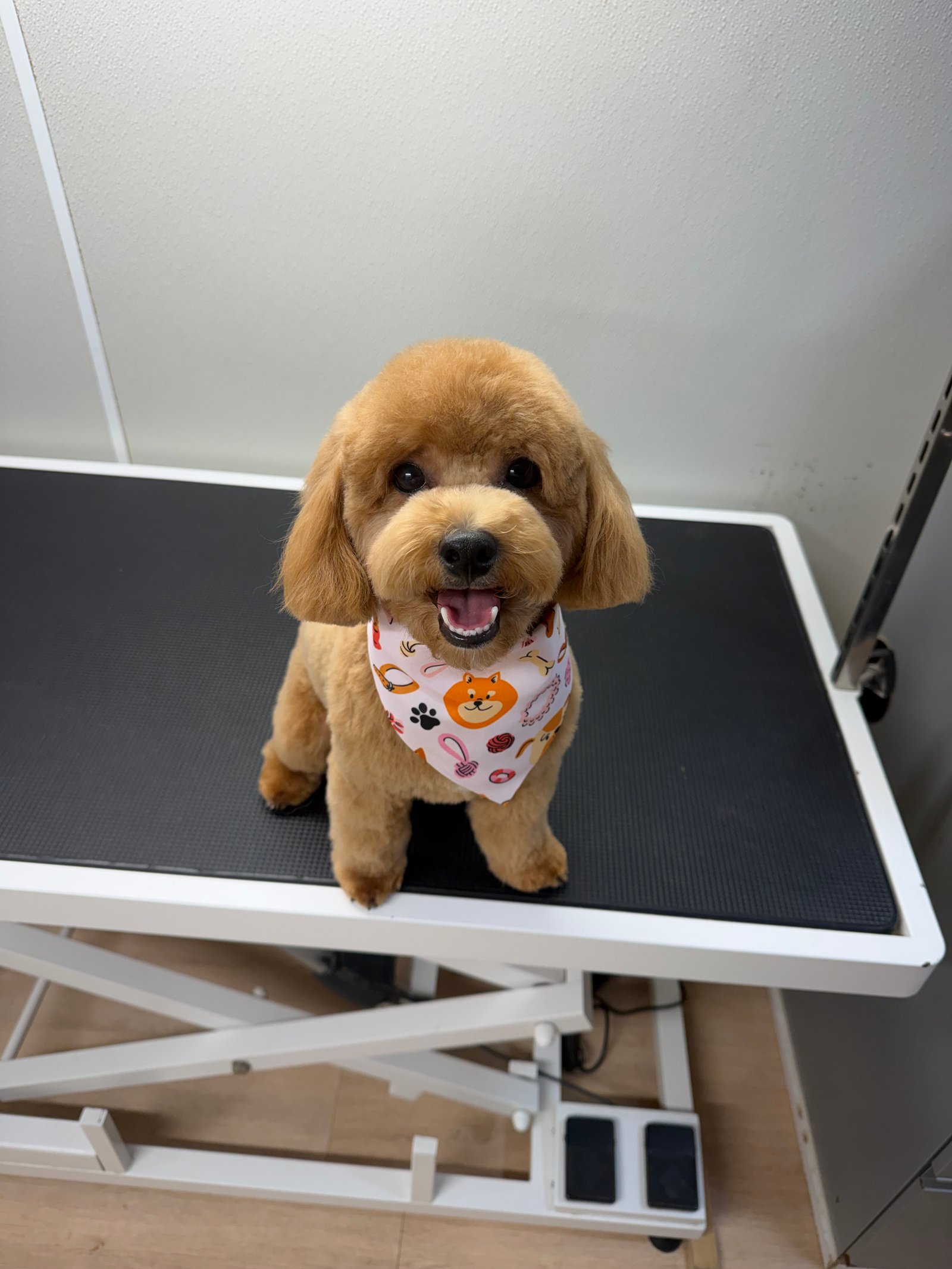Dallas Pet Grooming Services Customer