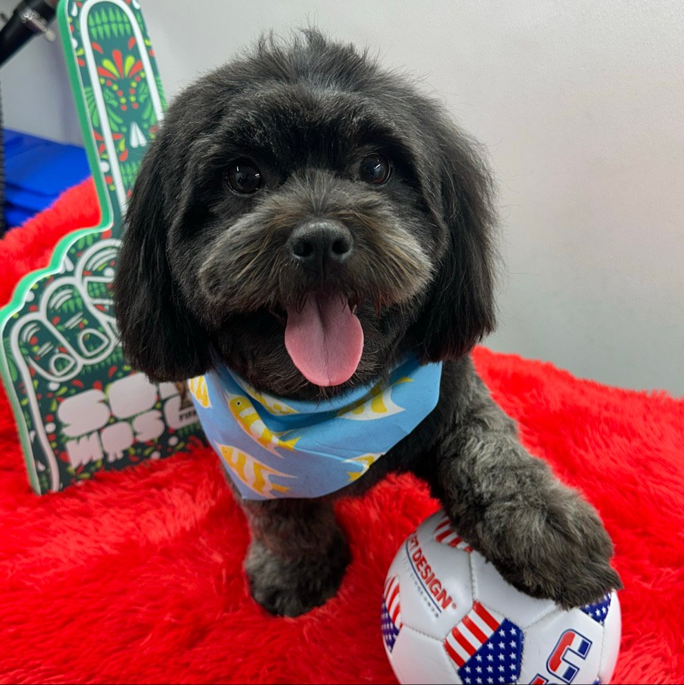 Dallas Pet Grooming Services Customer
